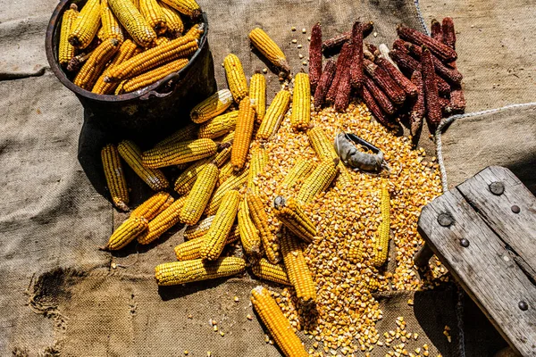 view of dried corn with bowl of corn kernels and manual hand tool to clean maize on jute sack