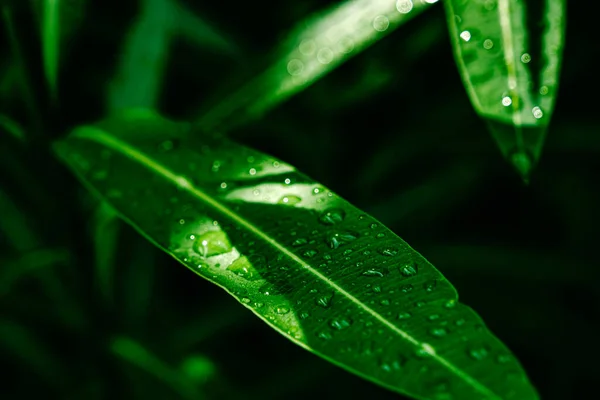 Water Drops Ficus Leaves — Stock Photo, Image