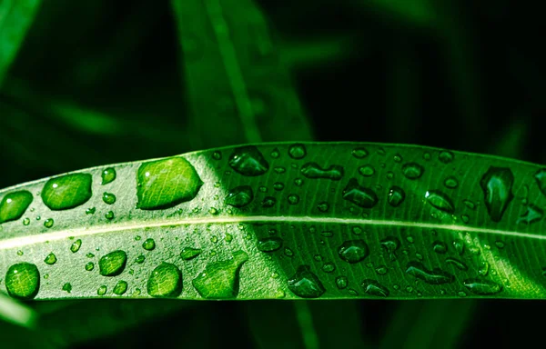 Water Drops Ficus Leaves — Stock Photo, Image
