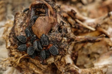 a carrion beetle feed on the bodies of dead and decaying animal