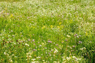 beautiful colorful meadow of wild flowers