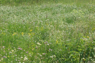 beautiful colorful meadow of wild flowers