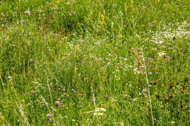 beautiful colorful meadow of wild flowers