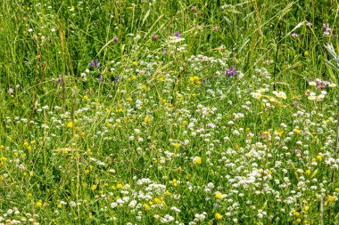 beautiful colorful meadow of wild flowers