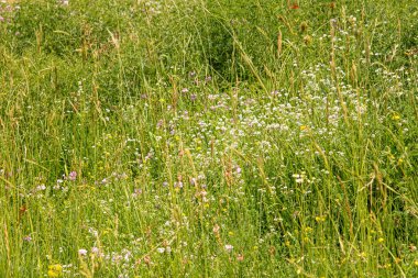 beautiful colorful meadow of wild flowers