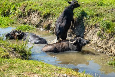 Buffalo cooling off in a muddy waterhole on a hot summer day