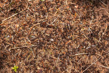 Closeup view on top of anthill from pine needles and branches with colony of ants in spring woodland. The observation of nature and creatures concept