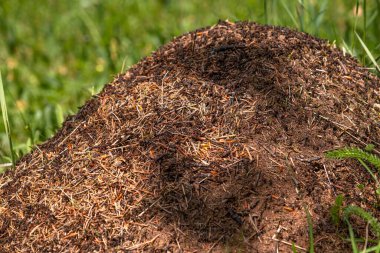 Closeup view on top of anthill from pine needles and branches with colony of ants in spring woodland. The observation of nature and creatures concept