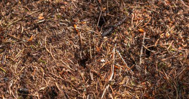Closeup view on top of anthill from pine needles and branches with colony of ants in spring woodland. The observation of nature and creatures concept
