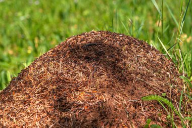 Closeup view on top of anthill from pine needles and branches with colony of ants in spring woodland. The observation of nature and creatures concept