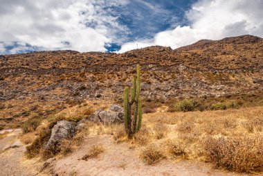 Cruz del Condor, Colca canyon, Peru