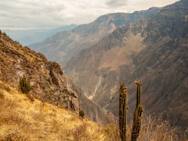 Cruz del Condor, Colca canyon, Peru