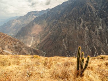 Cruz del Condor, Colca canyon, Peru
