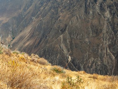 Cruz del Condor, Colca canyon, Peru