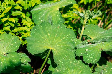 dewdrops on the leaves on the mountains