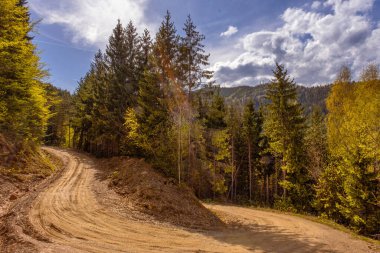 dirt forest road through the forest, Cindrel mountains, Romania