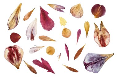 dried and pressed flower petals