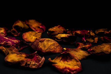 dried delicate pink petals of rose flowers