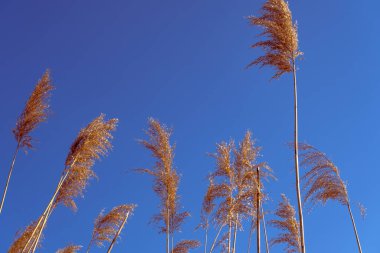dried rush in the wind with blue sky