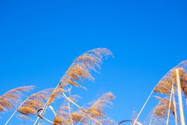 dried rush in the wind with blue sky