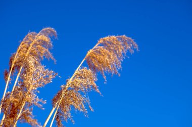 dried rush in the wind with blue sky