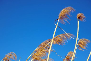 dried rush in the wind with blue sky