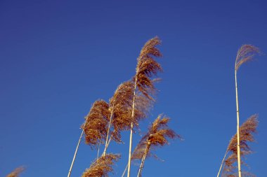 dried rush in the wind with blue sky