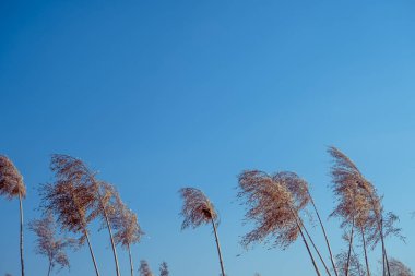 dried rush in the wind with blue sky