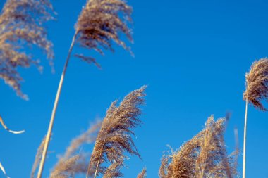 dried rush in the wind with blue sky