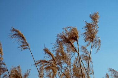 dried rush in the wind with blue sky