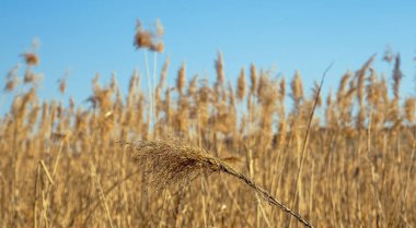 dried rush in the wind with blue sky