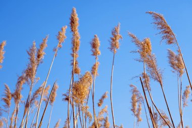 dried rush in the wind with blue sky
