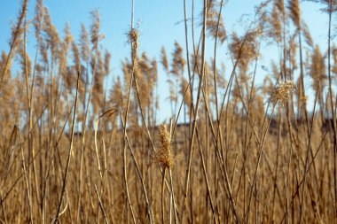 dried rush in the wind with blue sky