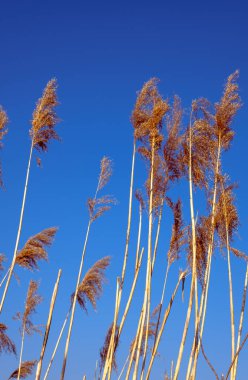 dried rush in the wind with blue sky