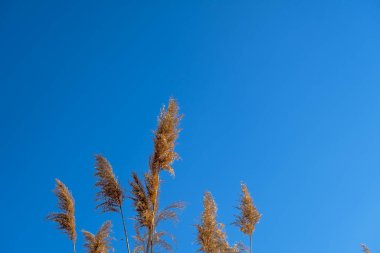 dried rush in the wind with blue sky