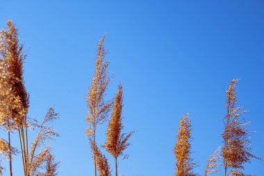 dried rush in the wind with blue sky