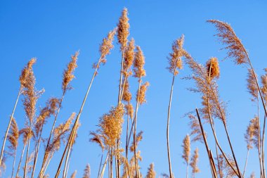 dried rush in the wind with blue sky