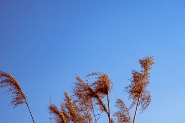dried rush in the wind with blue sky