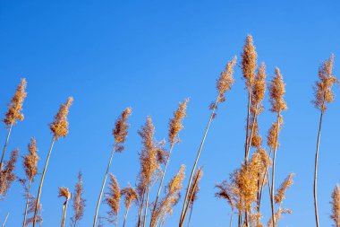 dried rush in the wind with blue sky