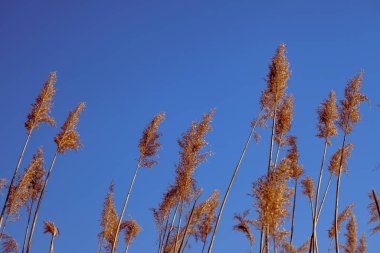 dried rush in the wind with blue sky
