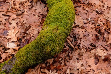 Orman, üstten görünüm yere kuru yapraklar.
