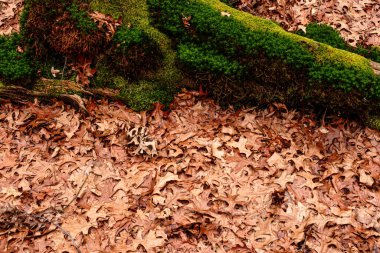 Orman, üstten görünüm yere kuru yapraklar.