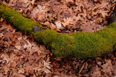 Orman, üstten görünüm yere kuru yapraklar.