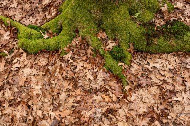 Orman yere kuru yapraklar
