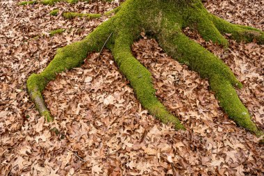 Orman yere kuru yapraklar