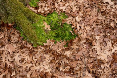 Orman yere kuru yapraklar