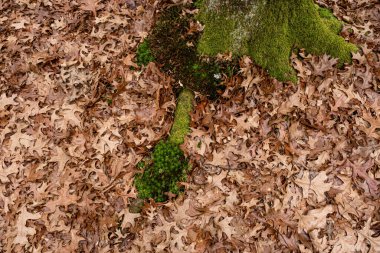 Orman yere kuru yapraklar