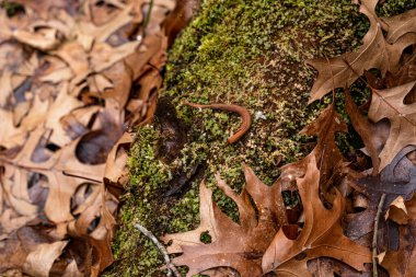 Orman yere kuru yapraklar