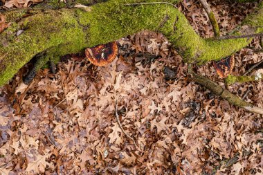 Orman yere kuru yapraklar