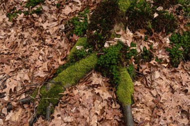 Orman yere kuru yapraklar